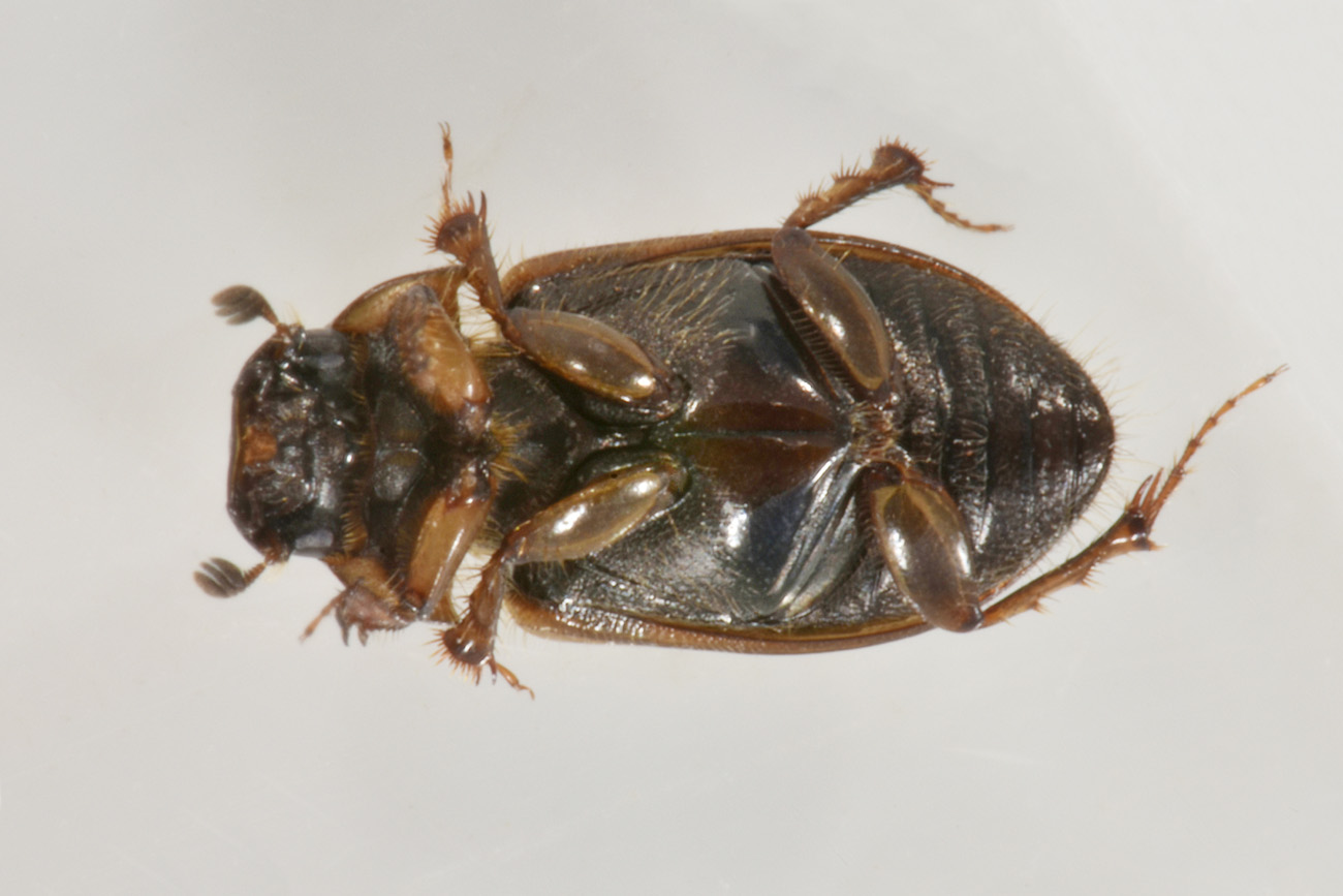 Aphodiidae: Melinopterus prodromus m & f ?  Sì !